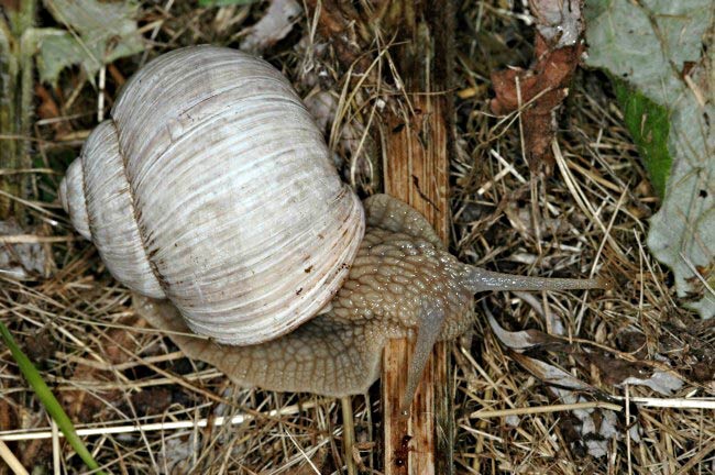             Helix pomatia . (Photo: © V. Motycka,  www.biolib.cz )   