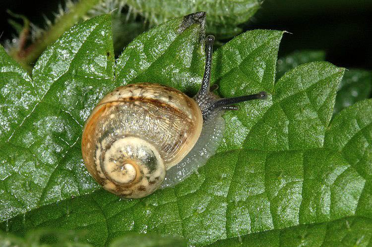             Helix pomatia:  juvenile. (Photo: © V. Motycka,  www.biolib.cz )   