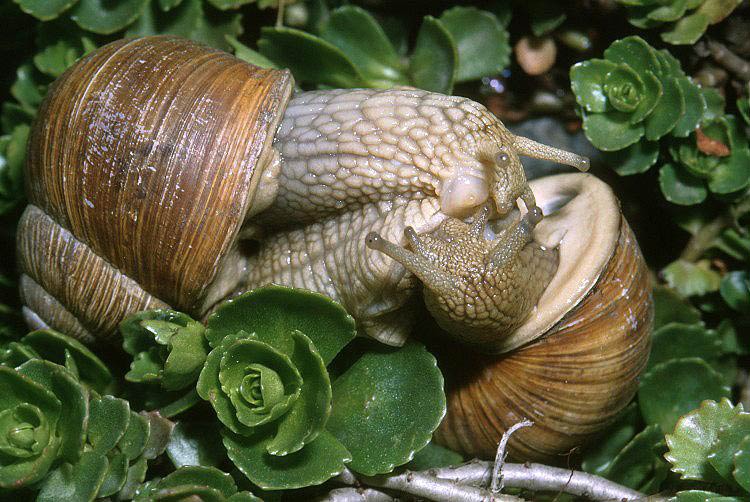             Helix pomatia . (Photo: © V. Motycka,  www.biolib.cz )   