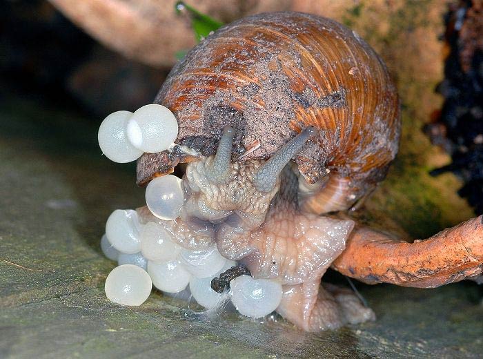             Helix pomatia:  laying eggs. (Photo: © V. Motycka,  www.biolib.cz )   
