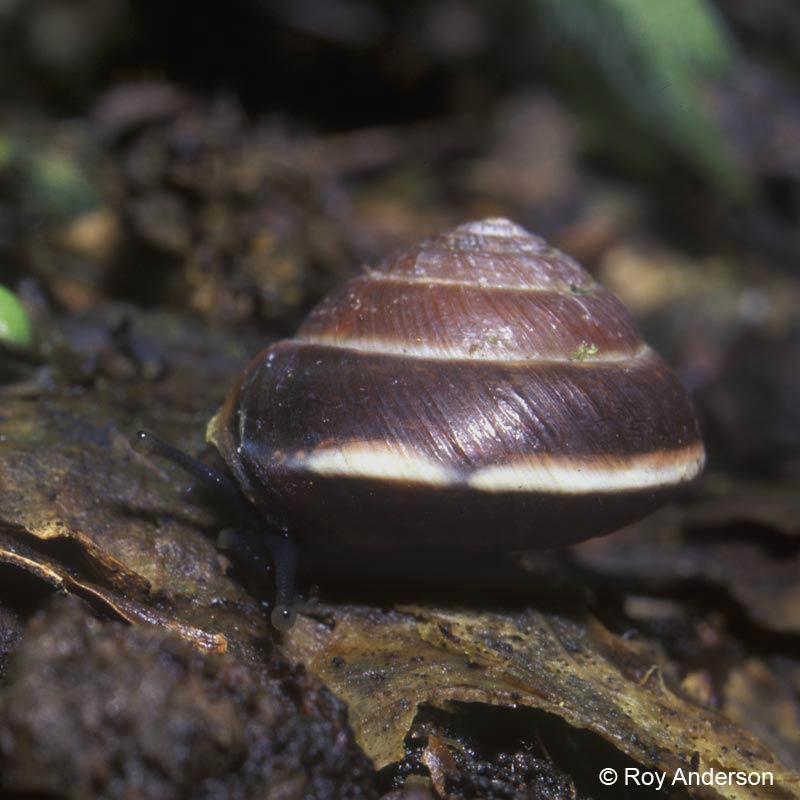             Hygromia cinctella . (Photo: © Dr. Roy Anderson,   MolluscIreland)   