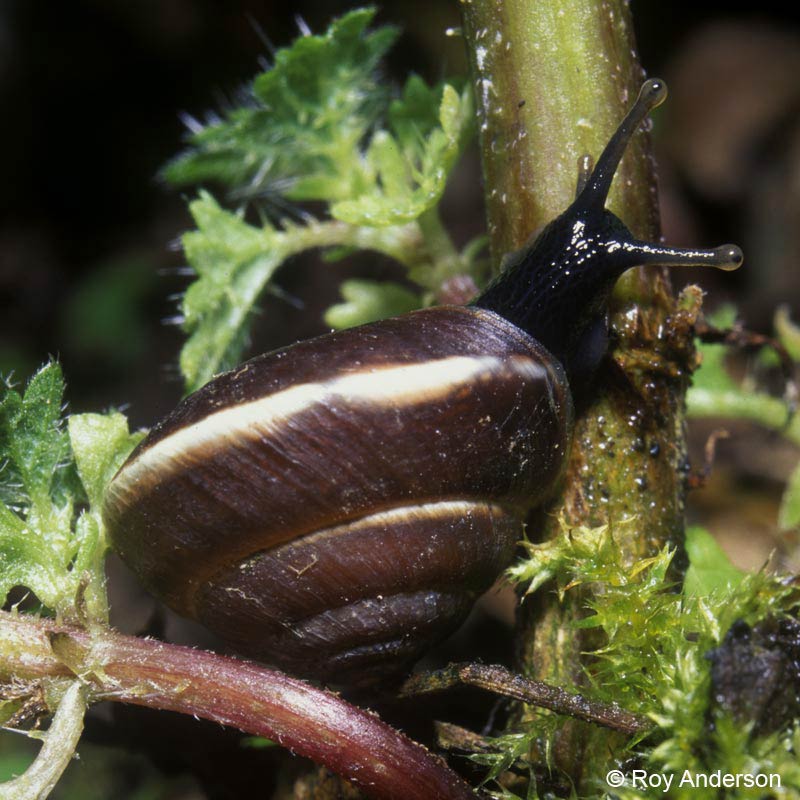             Hygromia cinctella:  note white stripe. (Photo: © Dr. Roy Anderson,   MolluscIreland)   