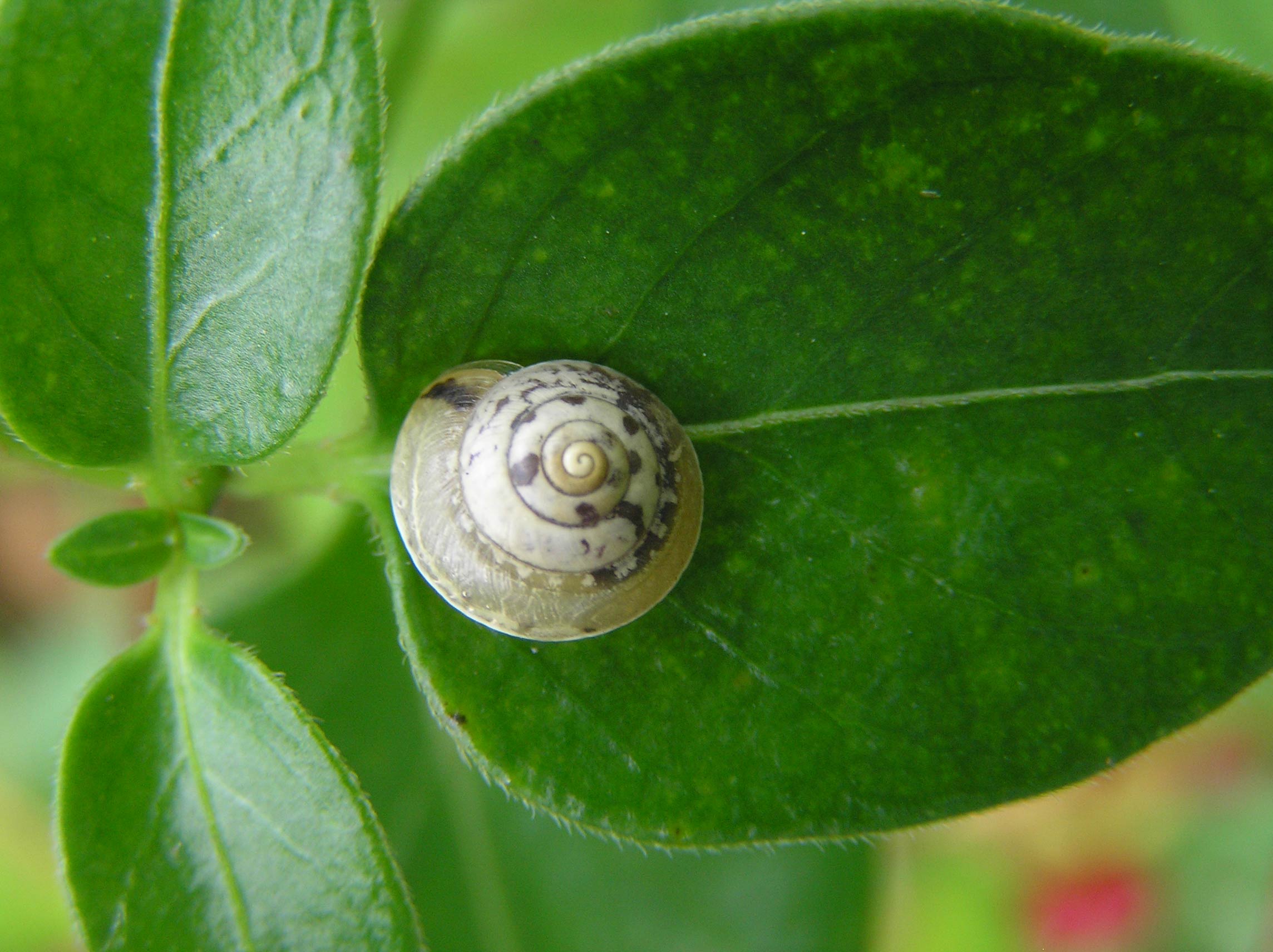             Hygromia cinctella:  juvenile. (Photo: © Fvlamoen,   Wikipedia)   