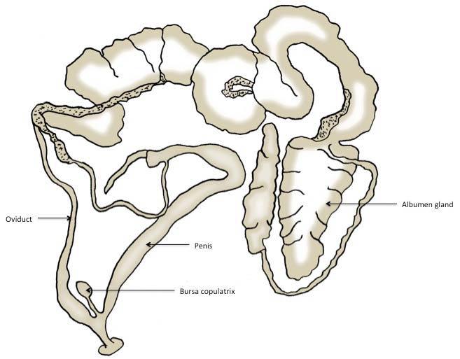             Limax maximus:  genitalia. (Photo: © J. White,   U.F.)   