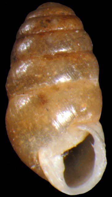             Lauria cylindracea  .  (Photo: © G. Rosenberg, Academy of   Natural Sciences)   