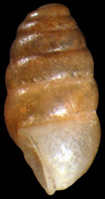             Lauria cylindracea  .  (Photo: © G. Rosenberg, Academy of   Natural Sciences)   