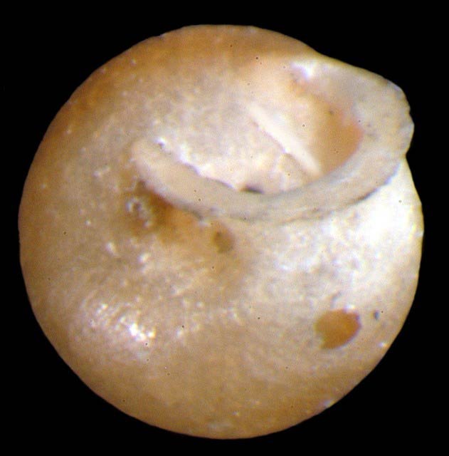             Lauria cylindracea  .  (Photo: © G. Rosenberg, Academy of   Natural Sciences)   