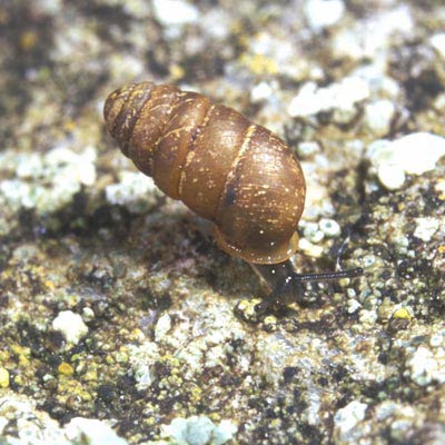             Lauria cylindracea  .  (Photo: © Dr. Roy Anderson,   MolluscIreland)   