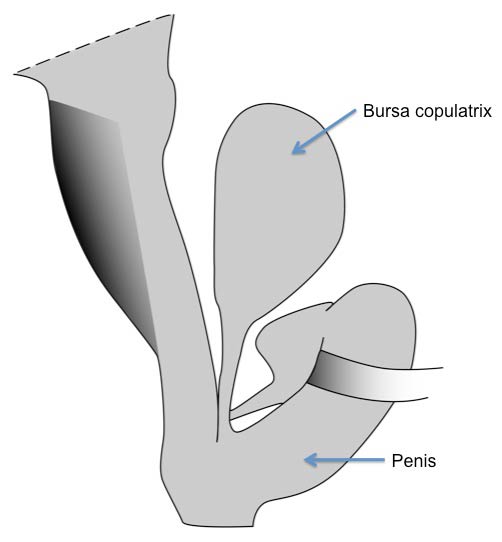             Lehmannia nyctelia:  genitalia .  (Photo: © K.   Weigel, University of Florida)   
