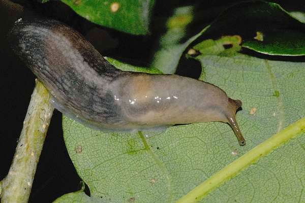             Lehmannia marginata.  (Photo: © J.K. Lindsey, The Ecology of   Commanster)   