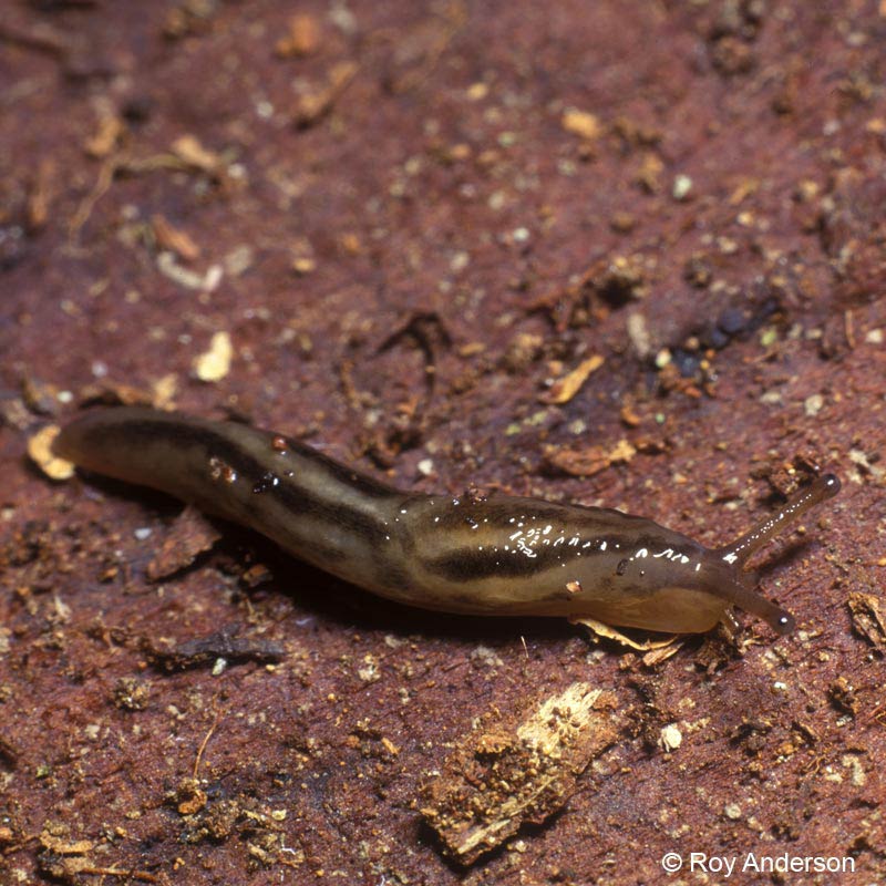             Lehmannia marginata.  (Photo: © Dr. Roy Anderson,   MolluscIreland)   