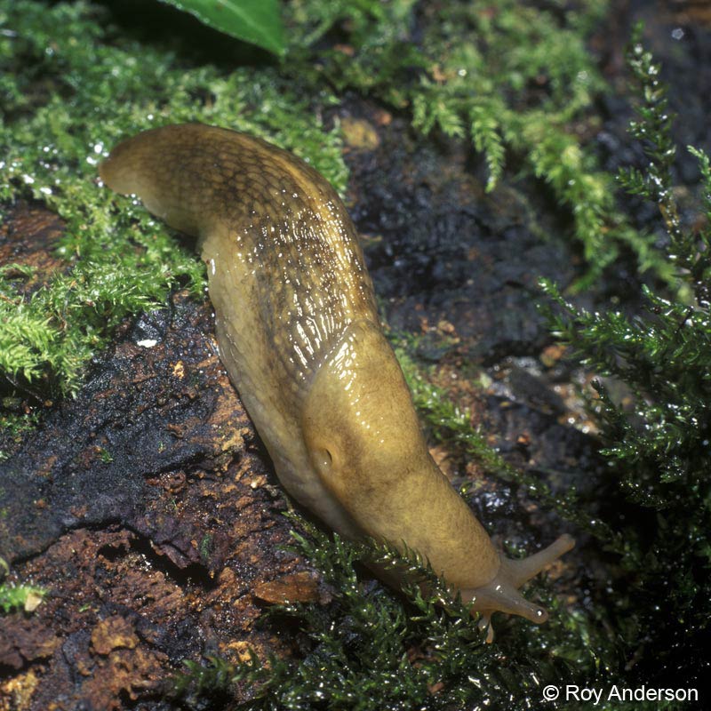             Lehmannia marginata.  (Photo: © Dr. Roy Anderson,   MolluscIreland)   