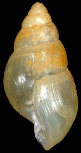             Leptinaria unilamellata.  (Photo: © G. Rosenberg, Academy of Natural   Sciences)   