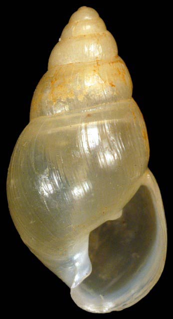             Leptinaria unilamellata.  (Photo: © G. Rosenberg, Academy of Natural   Sciences)   