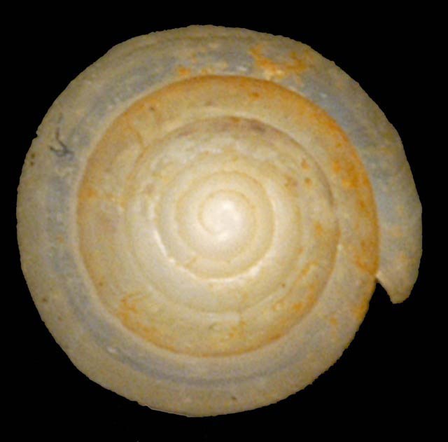             Leptinaria unilamellata.  (Photo: © G. Rosenberg, Academy of Natural   Sciences)   