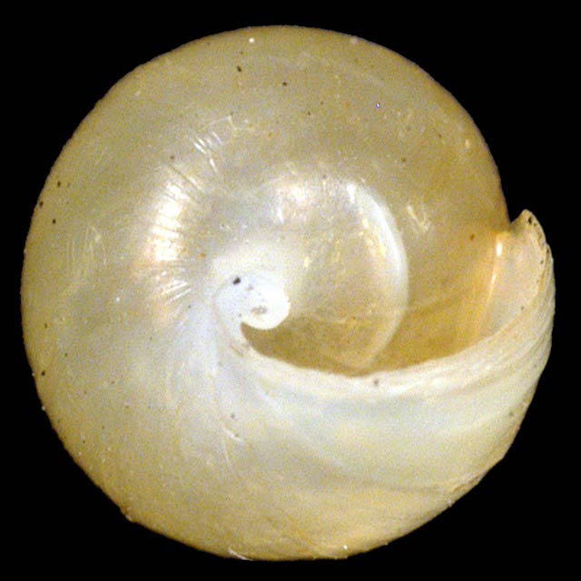             Leptinaria unilamellata.  (Photo: © G. Rosenberg, Academy of Natural   Sciences)   