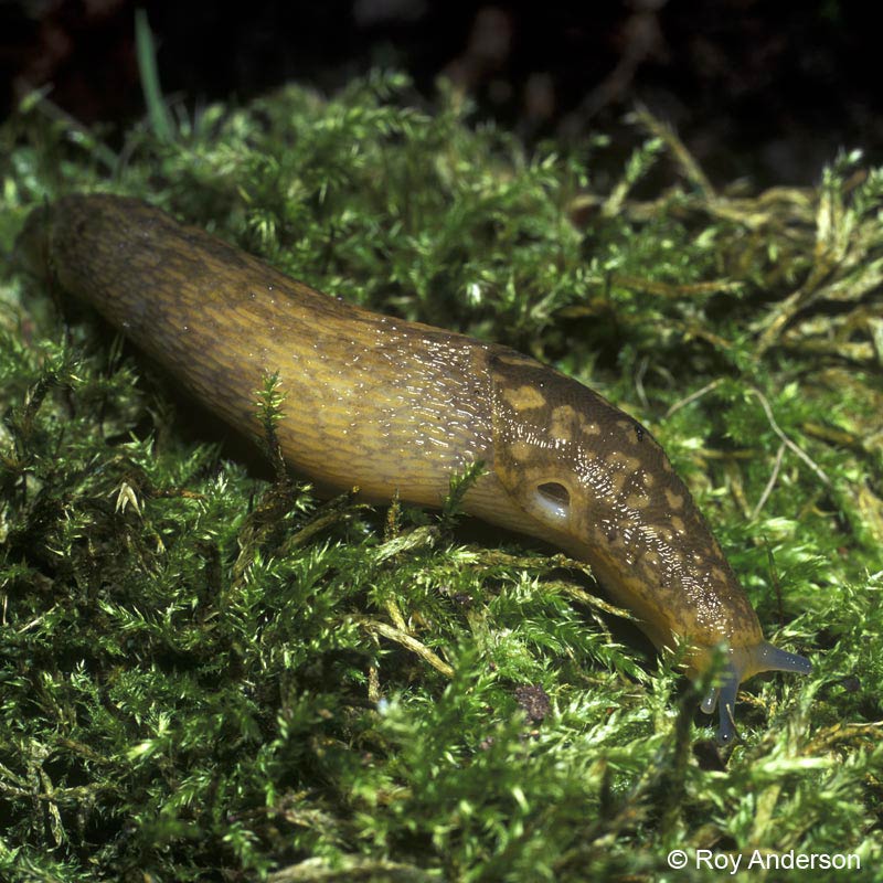             Limacus flavus.  (Photo: © Dr. Roy Anderson,   MolluscIreland)   