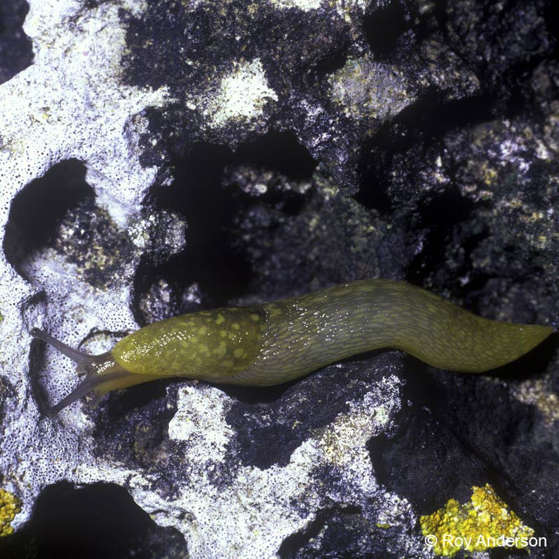             Limacus flavus . (Photo: © Dr. Roy Anderson,   MolluscIreland)   