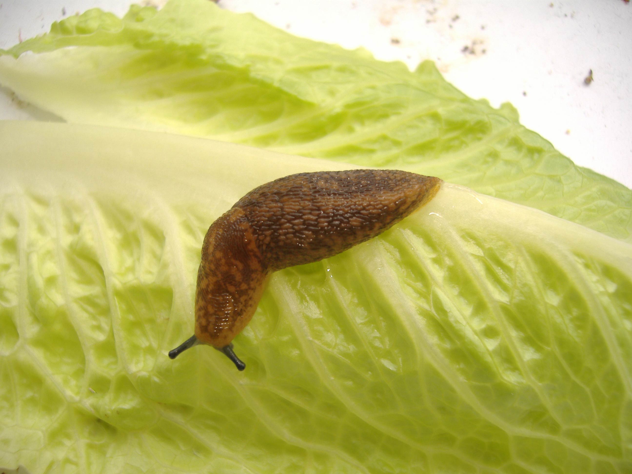             Limacus flavus .  (Photo:© R.J. McDonnell, University of   California, Riverside)   