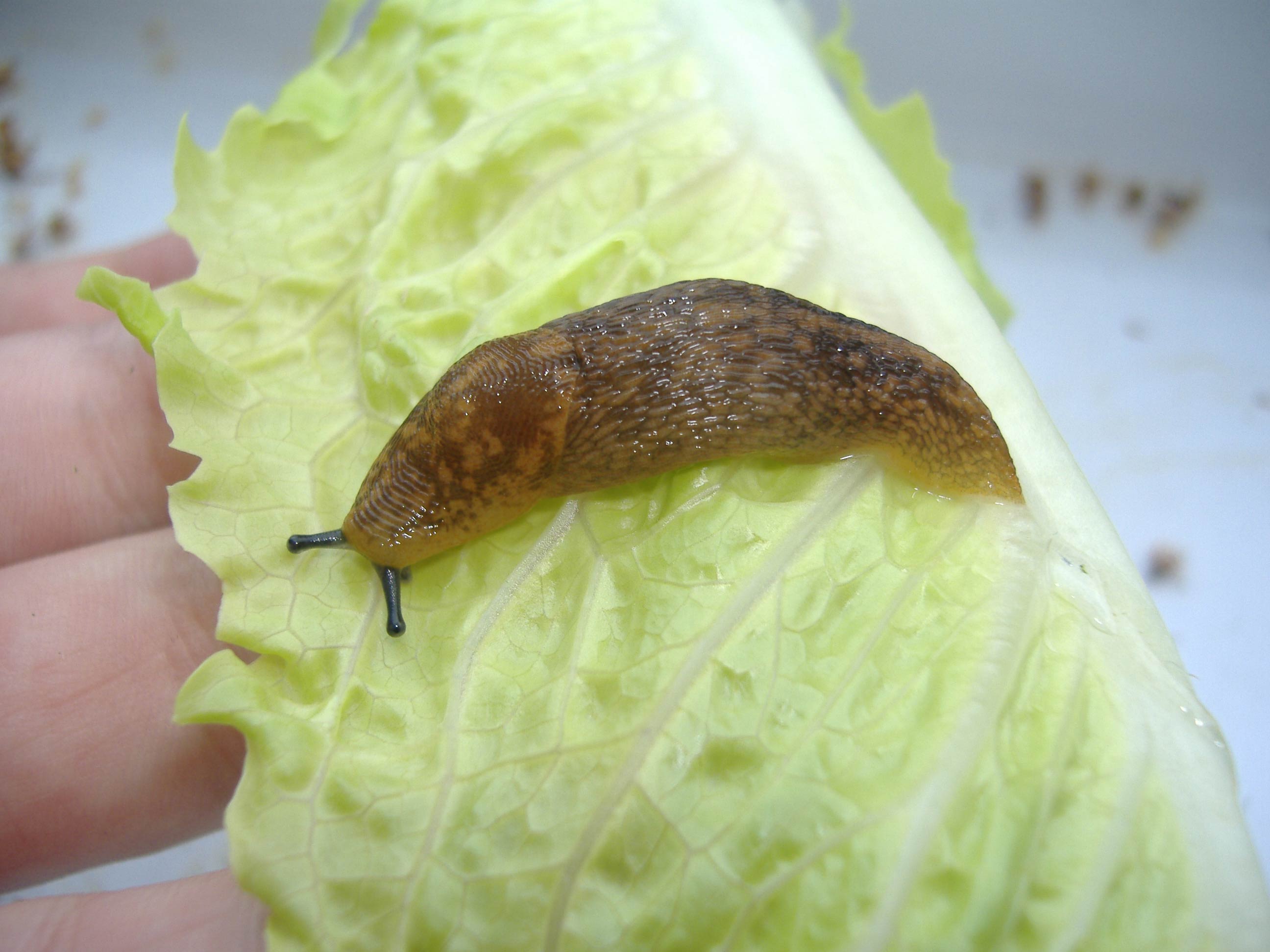             Limacus flavus .  (Photo:© R.J. McDonnell, University of   California, Riverside)   