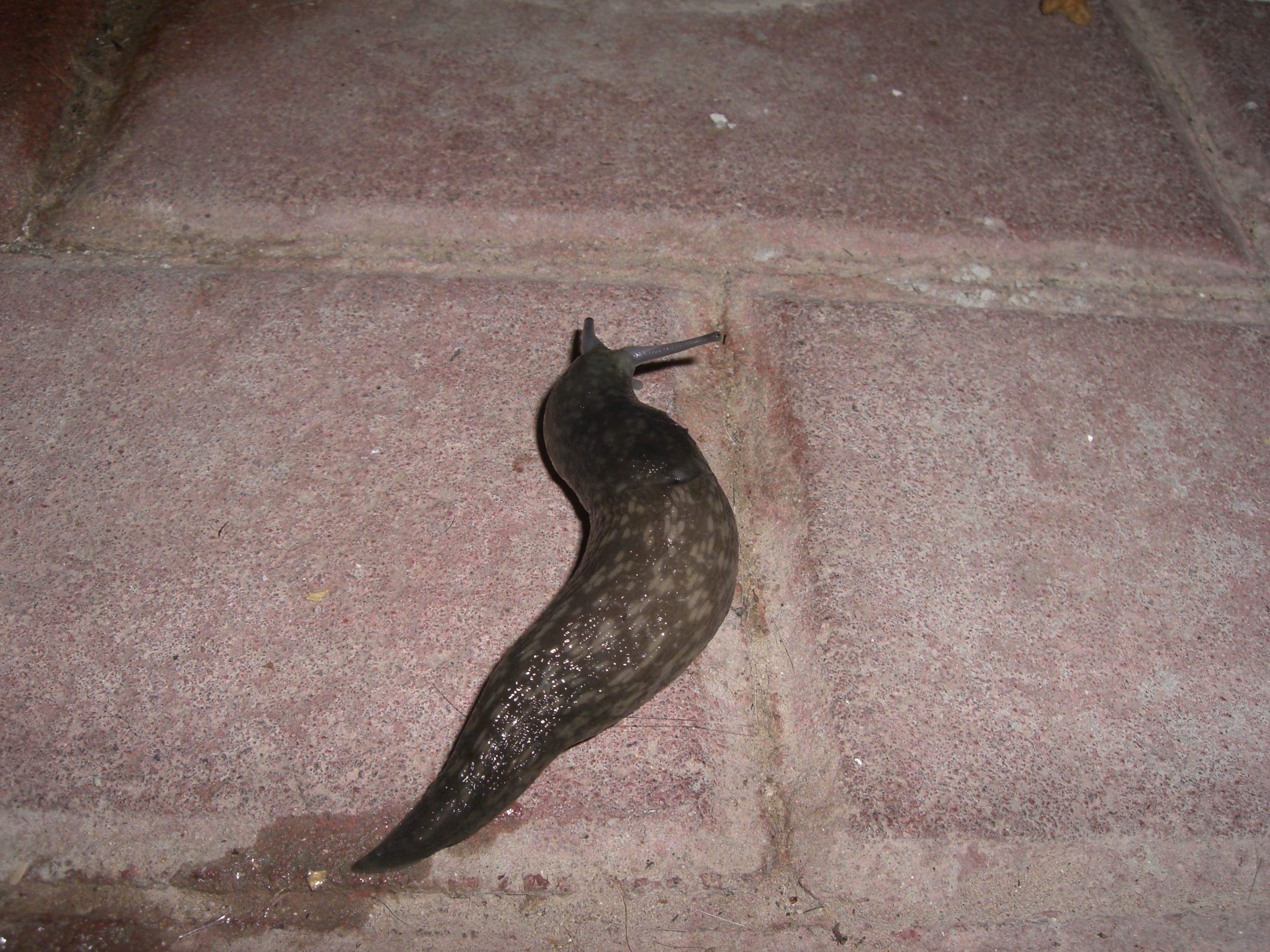             Limacus flavus . (Photo: © Yuvalif, Wikipedia)   