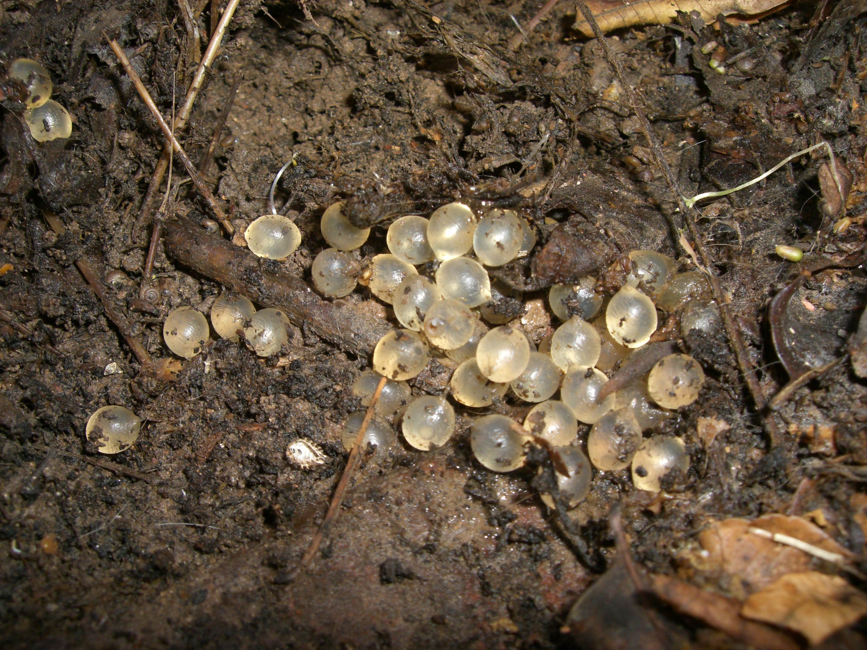             Limacus flavus:  eggs. (Photo: © Yuvalif,   Wikipedia)   