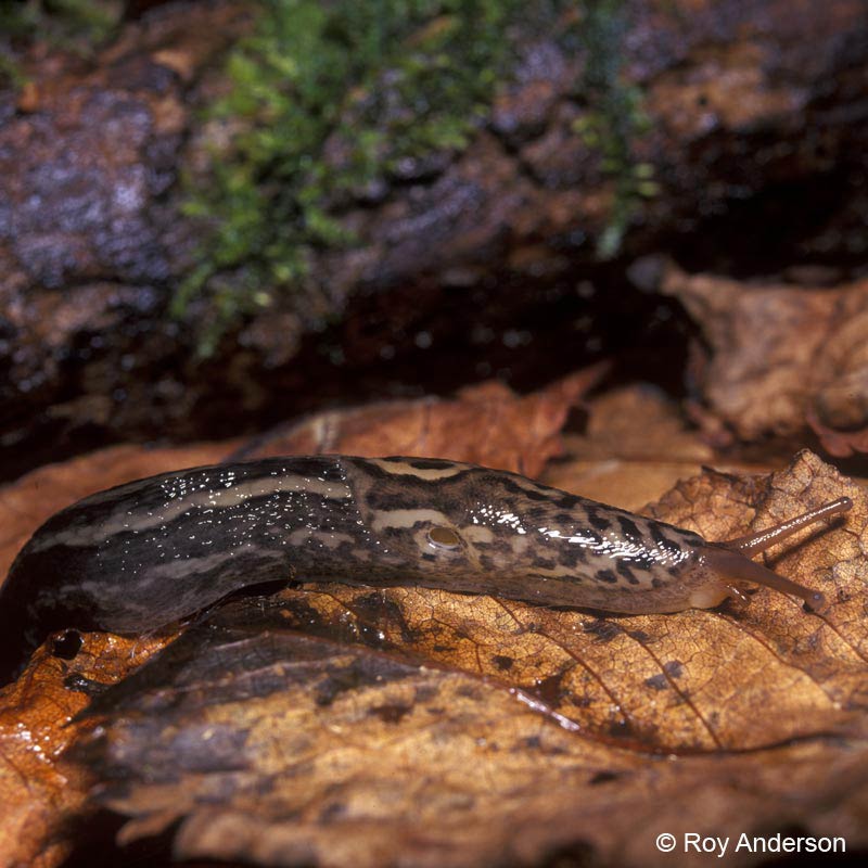             Limax maximus.  (Photo: © Dr. Roy Anderson,   MolluscIreland)   