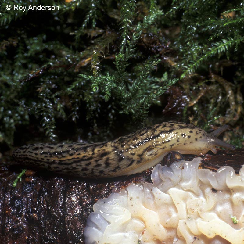             Limax maximus.  (Photo: © Dr. Roy Anderson,   MolluscIreland)   