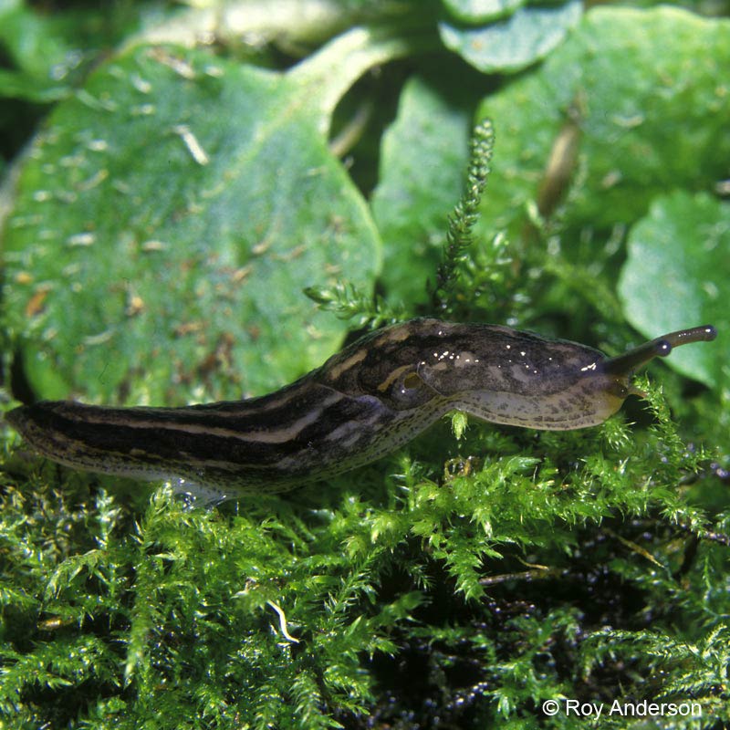             Limax maximus.  (Photo: © Dr. Roy Anderson,   MolluscIreland)   
