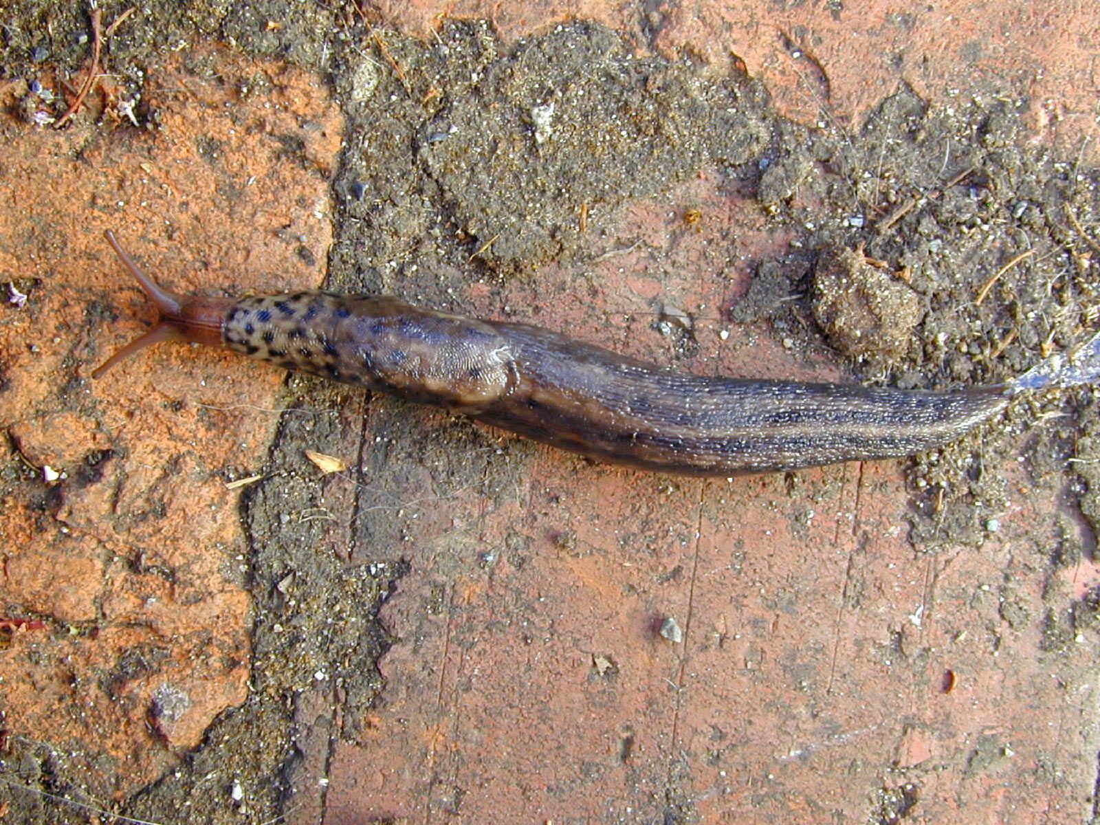             Limax maximus.  (Photo: © R. Forsyth, Smithers, BC,   Canada)   