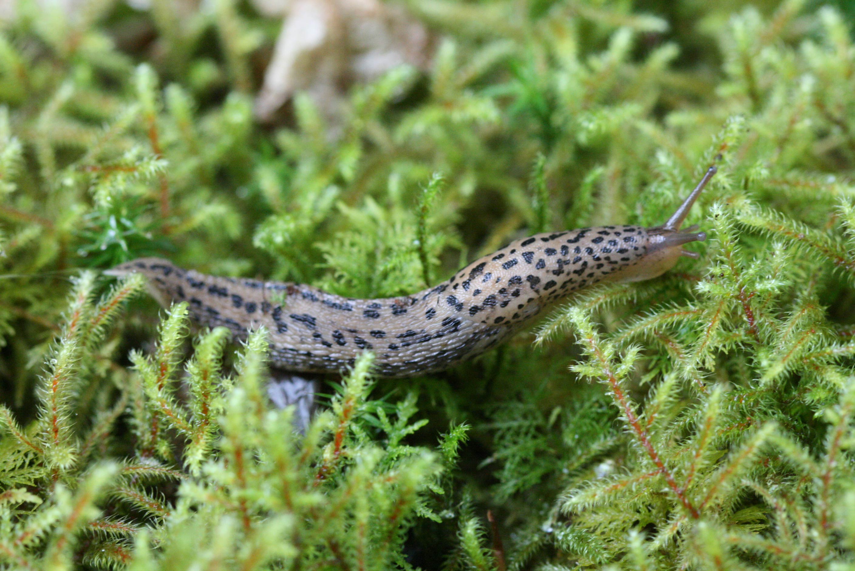             Limax maximus . (Photo:© R.J. McDonnell, University of   California, Riverside)   