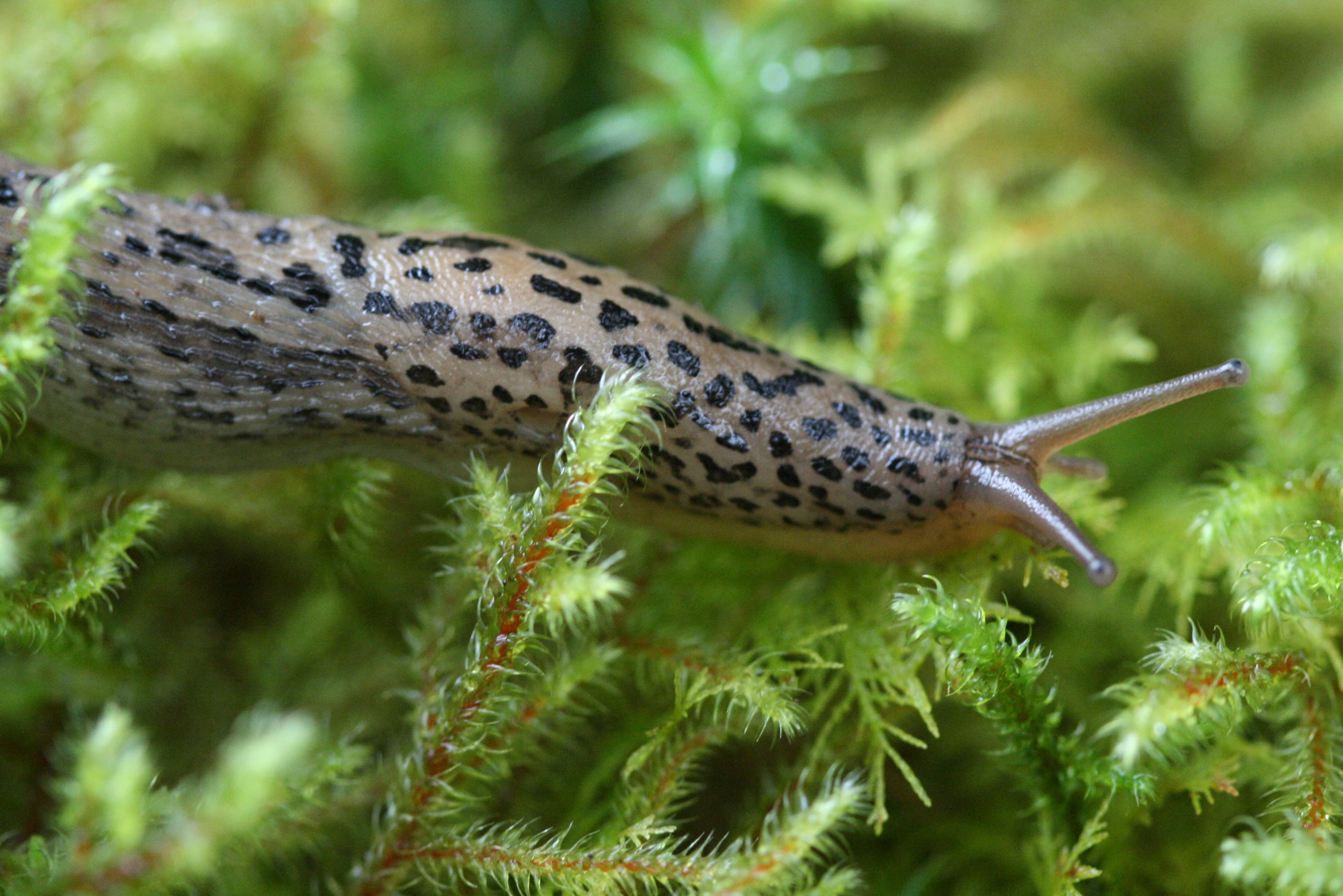             Limax maximus . (Photo:© R.J. McDonnell, University of   California, Riverside)   