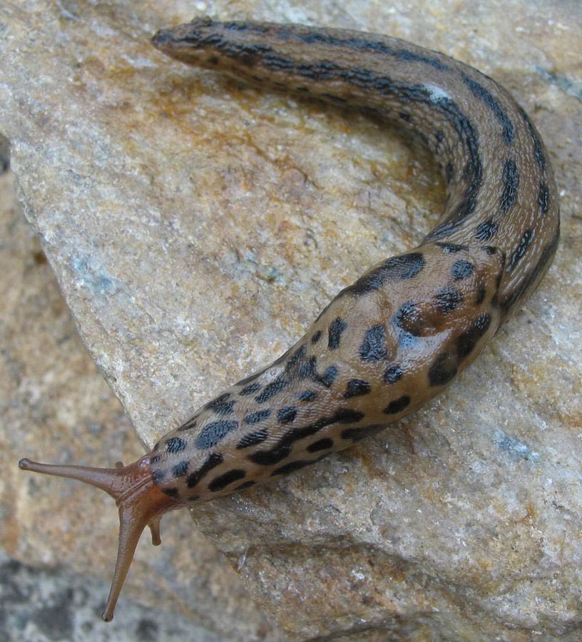             Limax maximus.  (Photo: © M. Manas, Wikipedia)   
