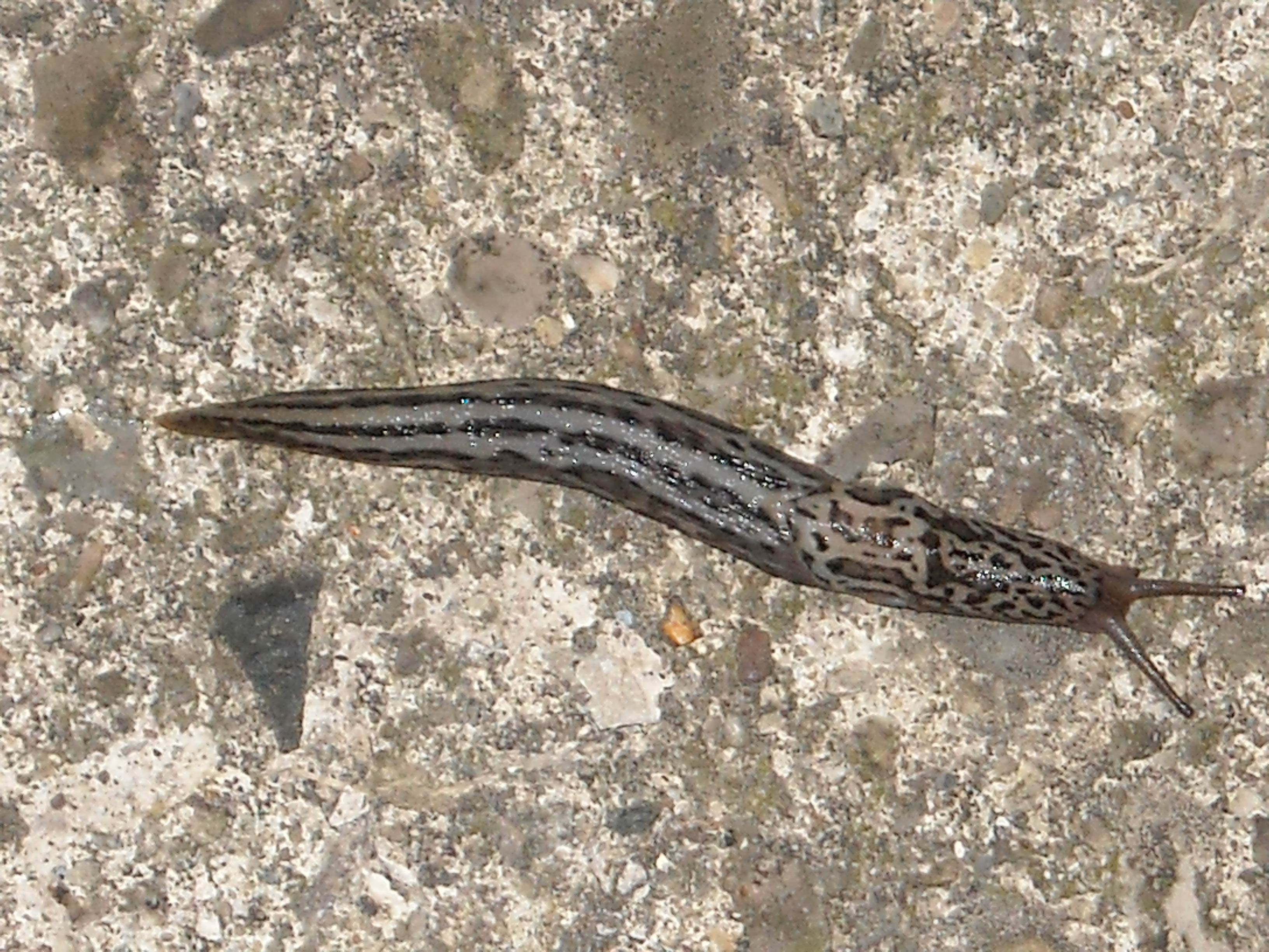             Limax maximus.  (Photo: © WackoJackO, Wikipedia)   