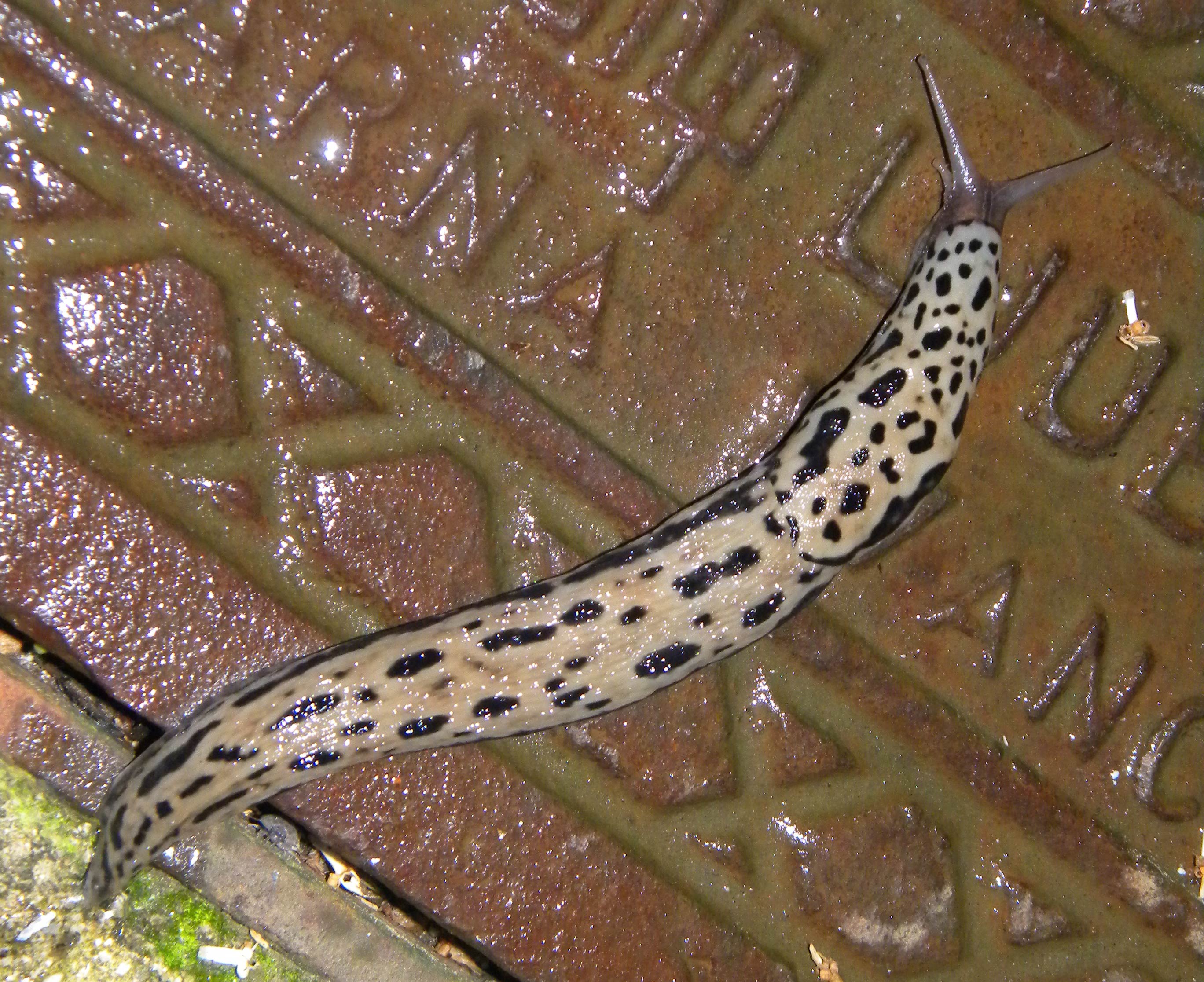             Limax maximus.  (Photo: © Max0rz, Wikipedia)   