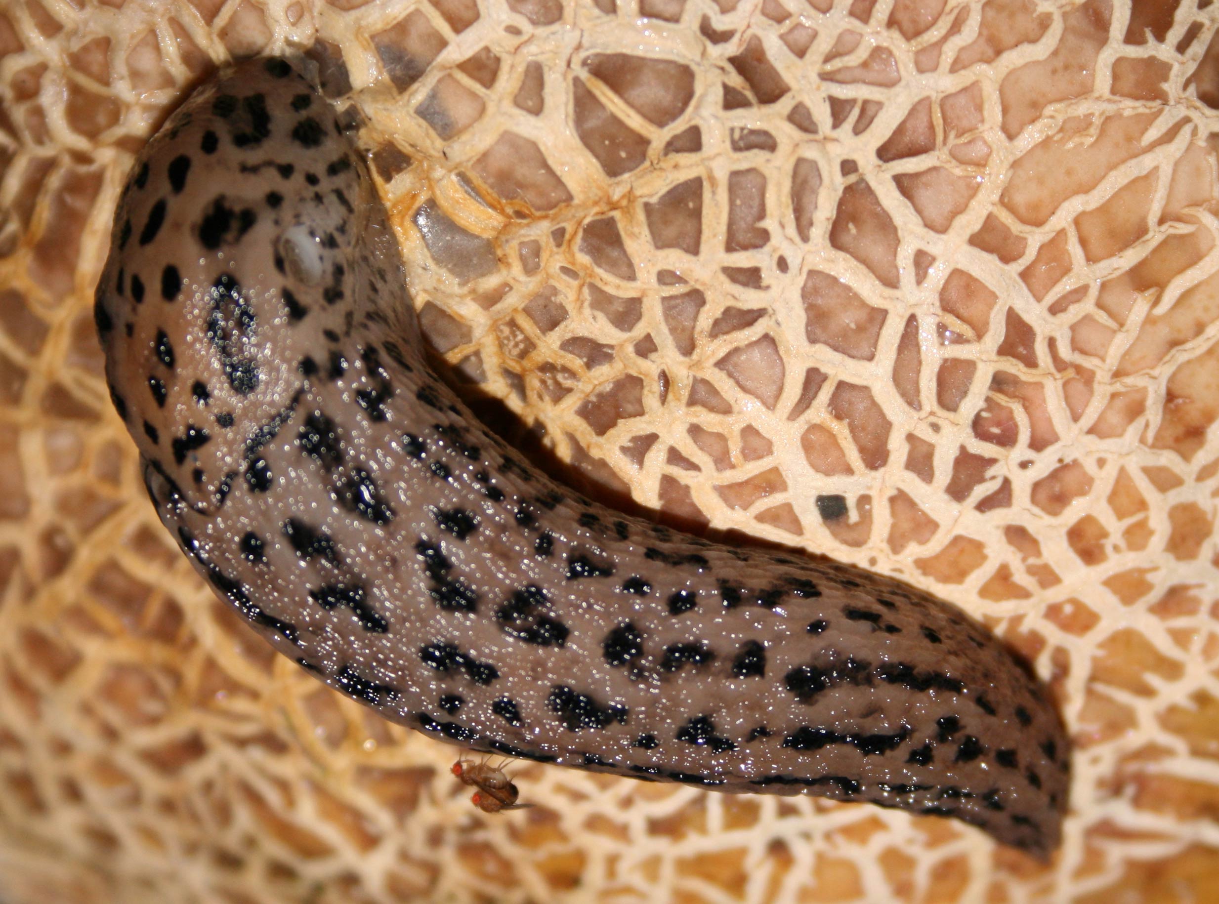             Limax maximus.  animal eating a cantelope; head inside fruit. (Photo:   © Asturnut, Wikipedia)   