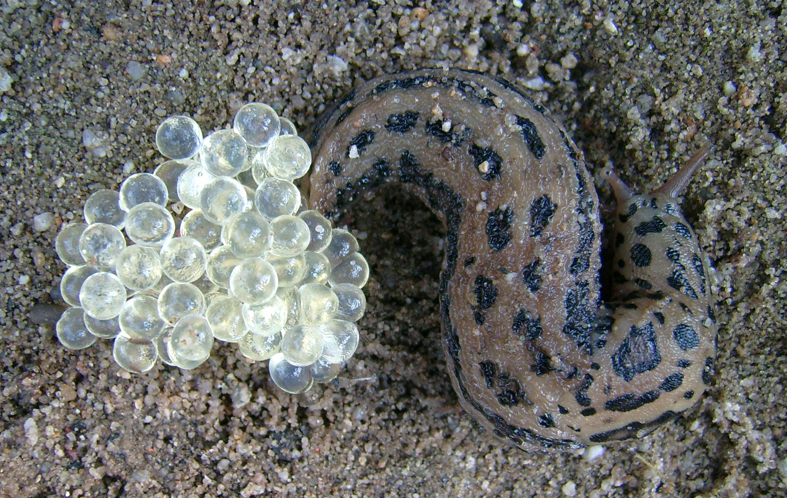             Limax maximus:  adult and eggs .  (Photo: © Lokilech,   Wikipedia)   