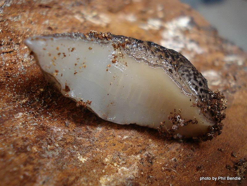   Limax maximus . (Photo:© Phil Bendle,  www.terrain.net.nz ) 