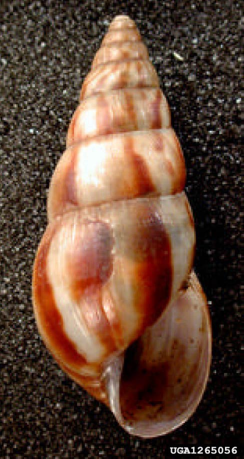             Limicolaria aurora.  (Photo: © D. Robinson,   USDA-APHIS-PPQ)   