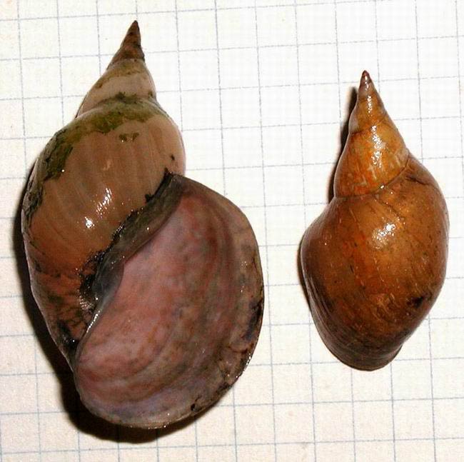             Lymnaea stagnalis.  (Photo: © L. Kolouch,  www.biolib.cz )    