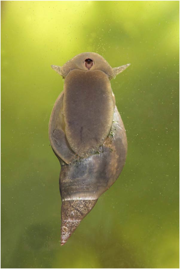             Lymnaea stagnalis.  (Photo: © J. Herder and M. Pouwels,  www.digitalnature.org )      