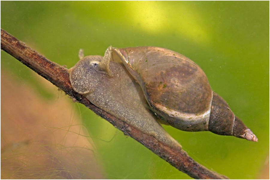             Lymnaea stagnalis.  (Photo: © J. Herder and M. Pouwels,  www.digitalnature.org )      