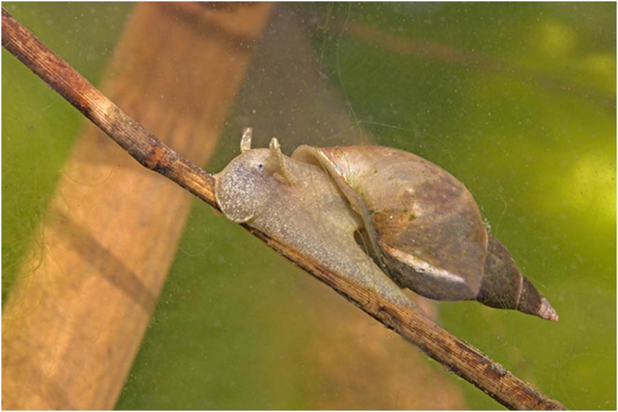             Lymnaea stagnalis.  (Photo: © J. Herder and M. Pouwels,  www.digitalnature.org )      