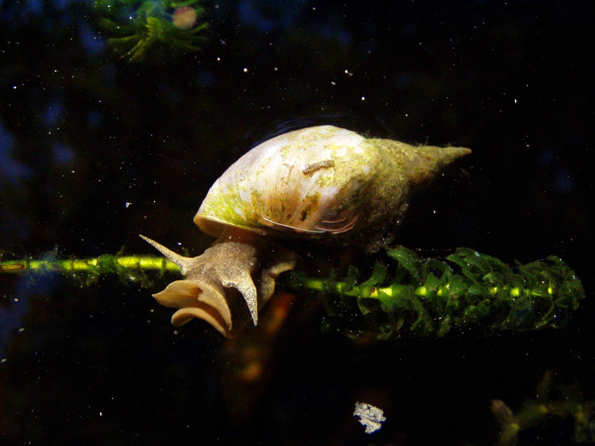             Lymnaea stagnalis.  (Photo: © Rex,   Wikipedia)    