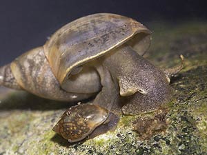             Lymnaea stagnalis.  (Photo: © Dr. Lars Peters,   Wikipedia)    