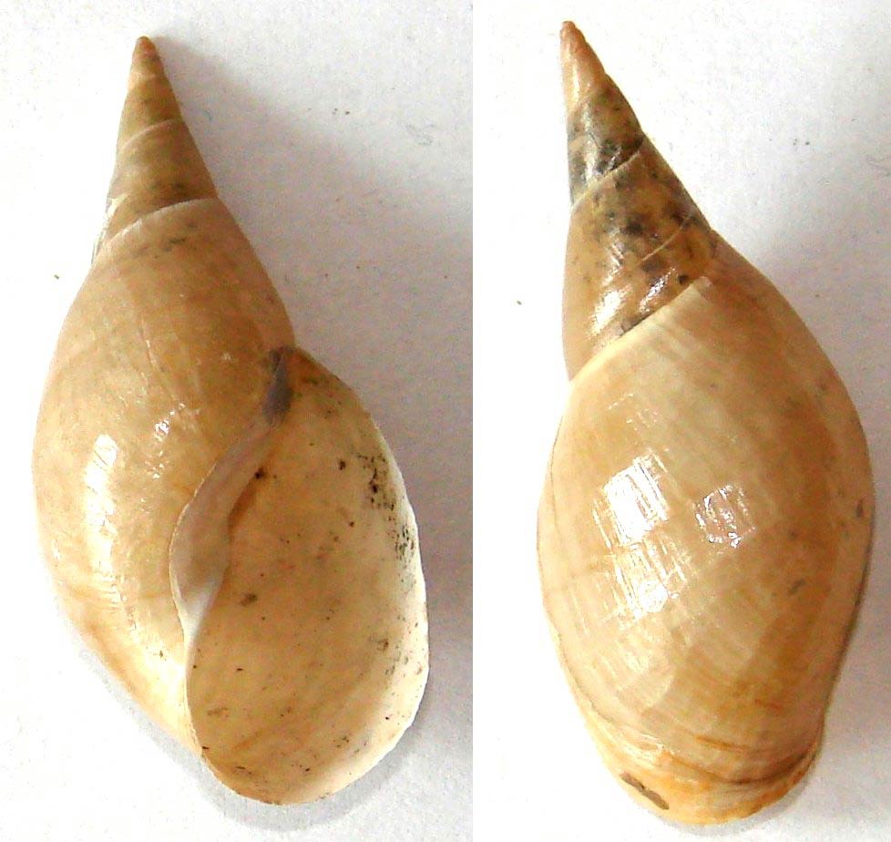             Lymnaea stagnalis.  (Photo: © Aung,   Wikipedia)    