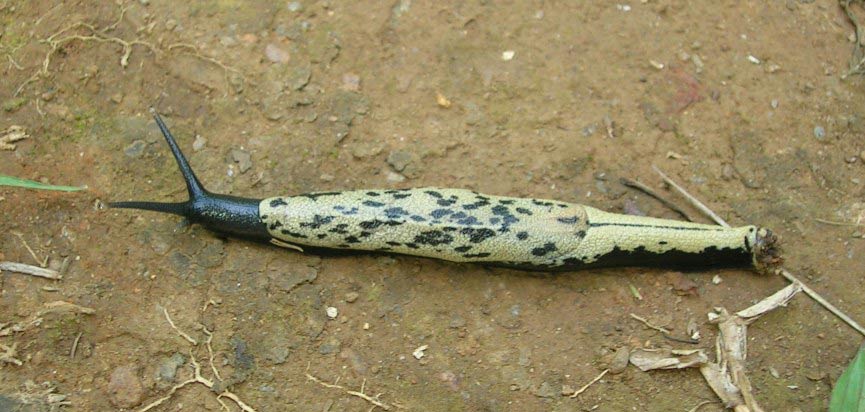             Mariaella dussumieri . (Photo: © L. Shyamal,   Wikipedia)   