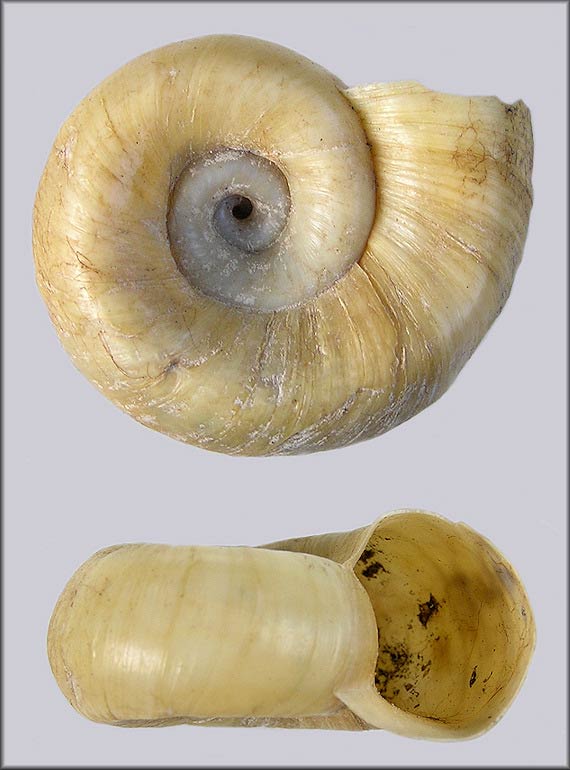             Marisa cornuarietis.  (Photo: © P. Poland,   Jacksonville)   