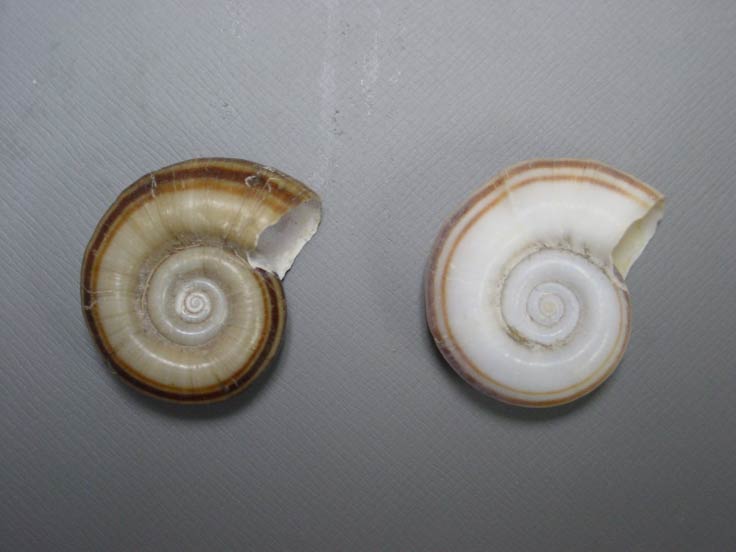             Marisa cornuarietis.  (Photo: © A. Benson, USGS)   