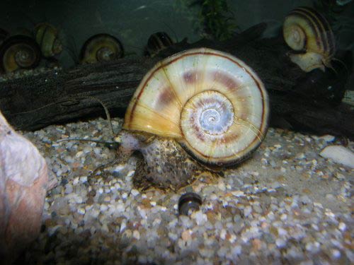             Marisa cornuarietis.  (Photo: © Katrin-die-Rauberbraut,   Wikipedia)   